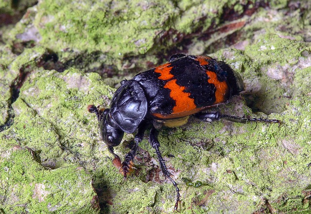 Sådan vælger du den rette bedemand: Gode råd til en svær tid
